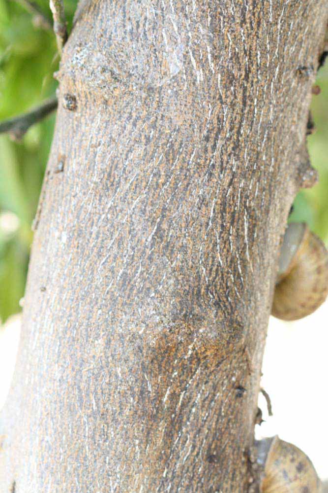            Bark (Riverside, CA)   